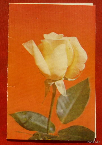 С Международным женским днём! Подписанная. Двойная. 1979 года. Рига. Станиславскис. 231.