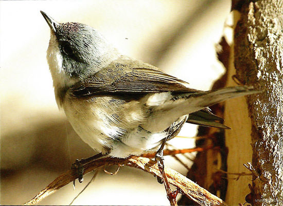 Почтовая карточка "Леска - завiрушка"