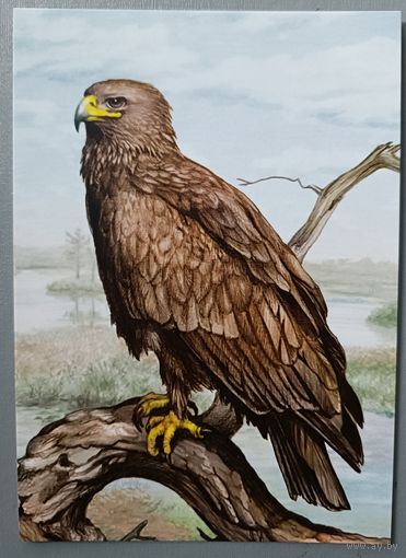 Большой подорлик. Открытка, матовая,  2019