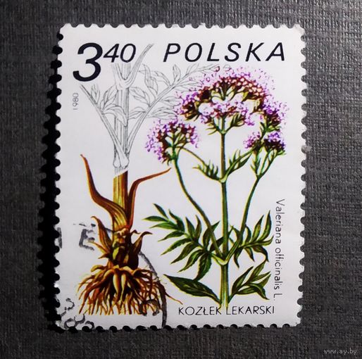 Марка Польша 1980 год Флора
