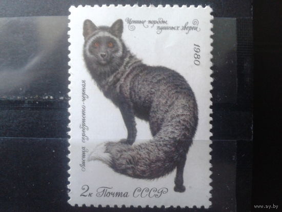 1980 Лиса**