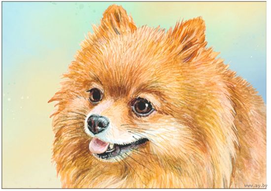Собака. Из серии "Домашние питомцы". Открытка, глянец