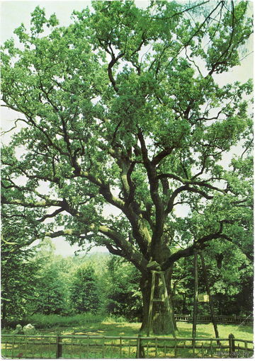 Открытка, Европа, чистая