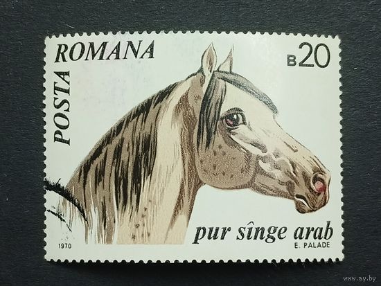Румыния 1970. Лошади