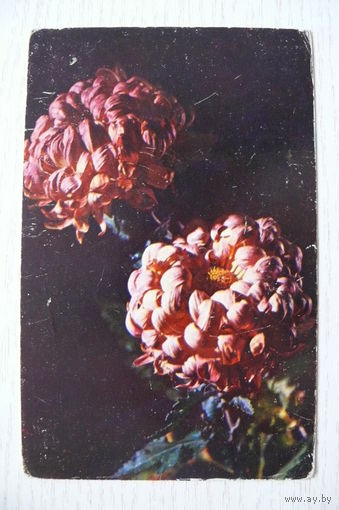 Гусейн-заде Г., Хризантемы; 1975, 2 открытки, чистые (размер 9*14).