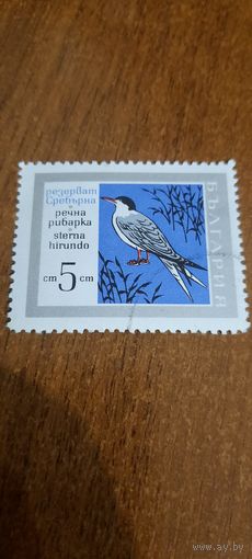Болгария. Птицы. Sterna hirundo. Марка из серии