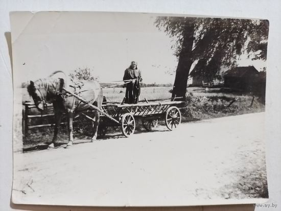 Фото лошадка