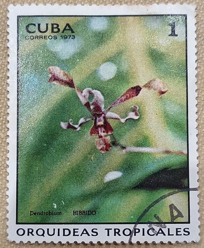 Куба 1973. Флора. Цветы. Тропические орхидеи. Марка из серии