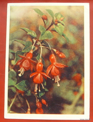 Фуксия. Чистая. 1963 года. Фото Раскина. 1655.