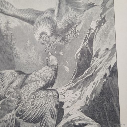 Энциклопедическая гравюра . Борьба орла-могильника с беркутом. 23х15см. конец19 нач.20век.