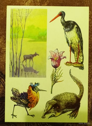 Открытка "Окский  заповедник"