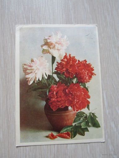 Пионы. худ. Шерстнев. 1959 г. Флора. Цветы