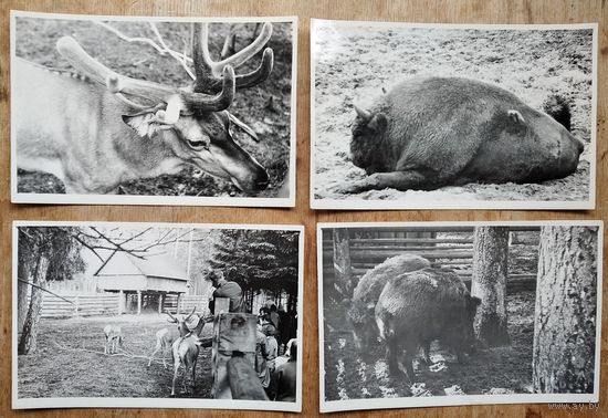 Комплект фотографий из заповедника "Беловежская пуща". 1970-е. 15 фото. Размер 9х13 см. Цена за все.