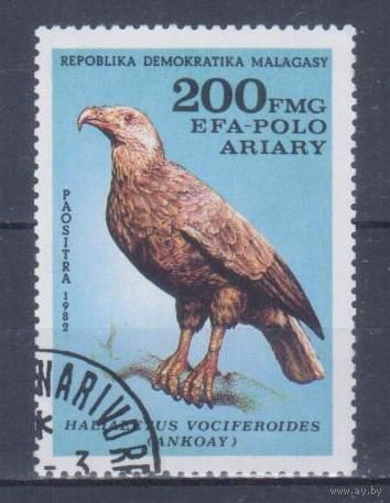 [1971] Мадагаскар 1982. Фауна.Хищные птицы.Орел. Концовка серии.Гашеная марка.