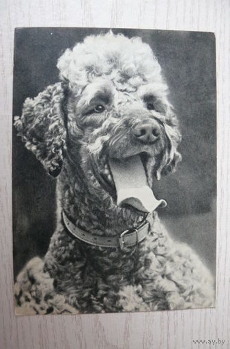 Елисеев В., Пудель; 1968, чистая.