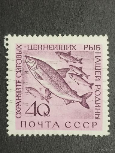 1960 СССР. Животный мир СССР - Рыбы и морские животные