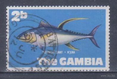 [206] Гамбия 1971. Фауна.Рыбы.Тунец. Гашеная марка.