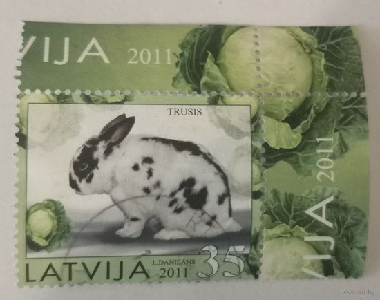 Год кролика