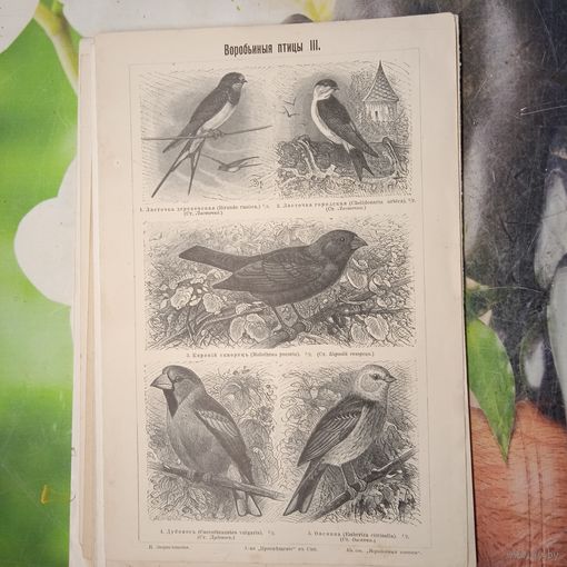 Воробьиныя птицы 3. 4. Энциклопедическая гравюра СПБ конец 19века 24х16см.
