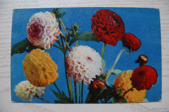 Костенко Г., Георгины; 1971, чистая (размер 9*14).