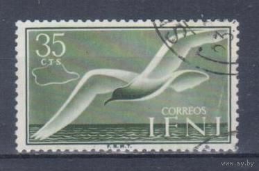 [346] Испанские колонии.Ифни 1954. Фауна.Птицы.Чайка. Гашеная марка.