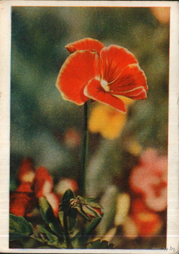 Чистая открытка 1961г. "Анютины глазки" фото Л. Раскин