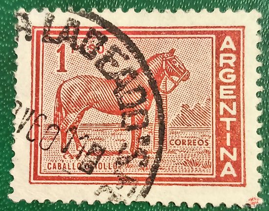 Аргентина 1959. Лошадь породы Криолло