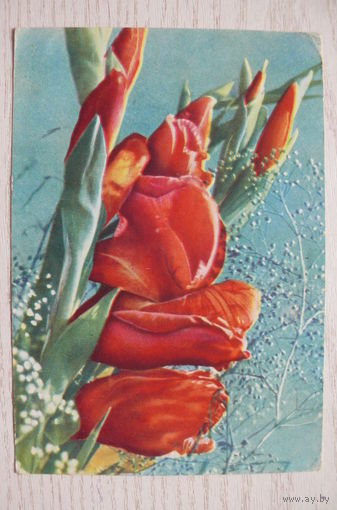 Ананьина Т., Гладиолусы; 1967, чистая (изд. Минск).