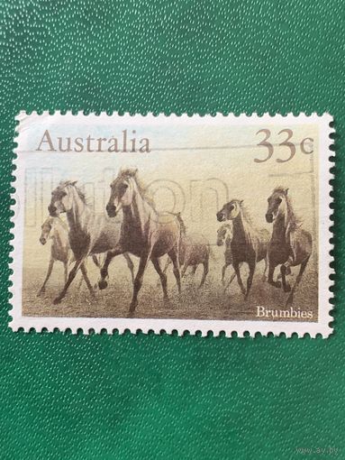 Австралия. Дикие лошади. Brumbies