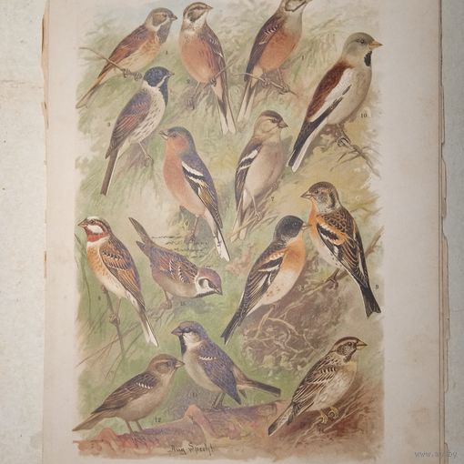 ХРОМОЛИТОГРАФИЯ ПТИЦЫ . ОВСЯНКИ ЗЯБЛИК ВЬЮРОК ВОРОБЕЙ .21х29см. Энциклопедическая гравюра конец 19века 29х21см.
