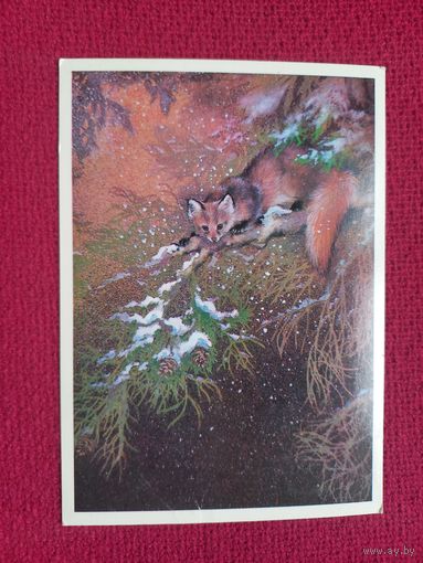 Куница. Исаков 1981 г. Чистая.