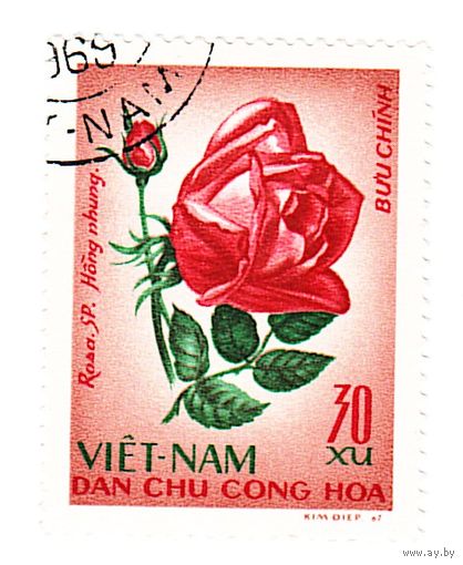Вьетнам Роза