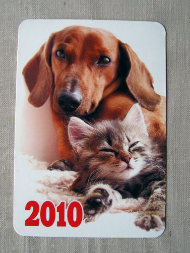 К01 Календарик Котик Собачка 2010 Россия