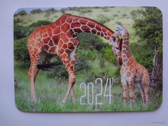 Календарик 2024 г. Жирафы.