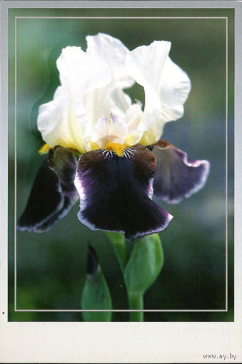 Почтовая карточка "Ирис Уобаш"
