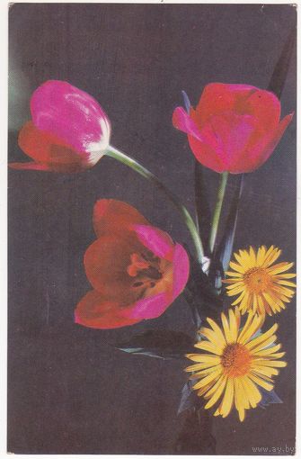 Открытка 1977 (100)