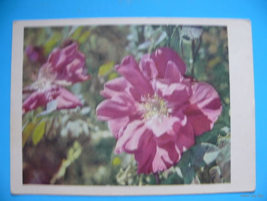 Горский М.(фото), Шиповник, 1967, чистая.