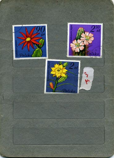 ПОЛЬША, 1981 ,    ЦВЕТЫ   3м
