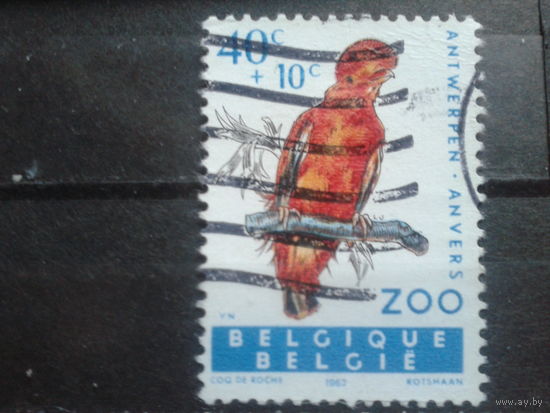 Бельгия 1962 Птица