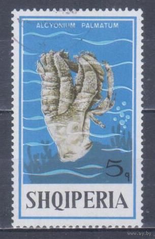 [2455] Албания 1975. Морская фауна.Кораллы и другие.5к. Гашеная марка.