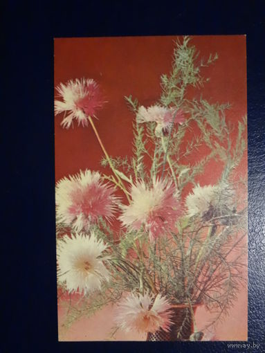 Центаурея. 1968 г.  подписанная.