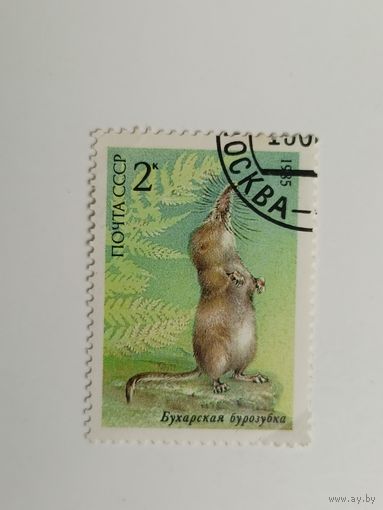 1985 СССР. Животные под защитой. Фауна. Бухарская бурозубка