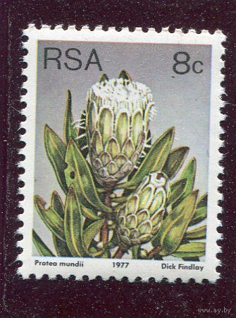 ЮАР. Флора. Цветы