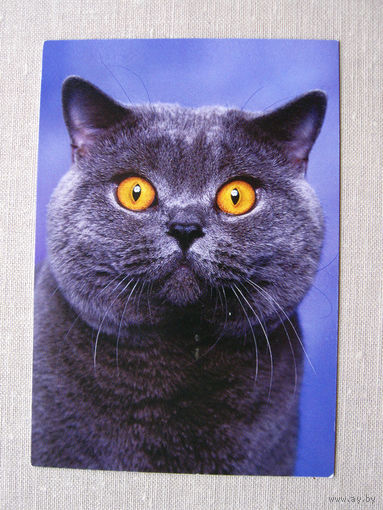 К01 Календарик Котик Белпочта 2009 Беларусь