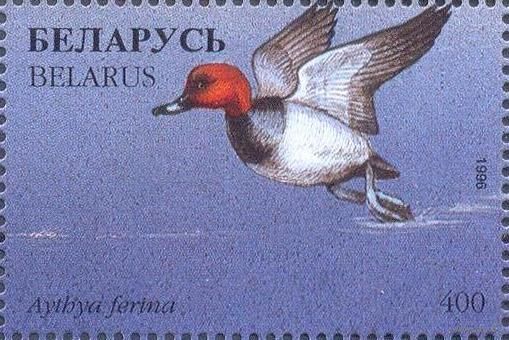 Беларусь 1996 фауна утки