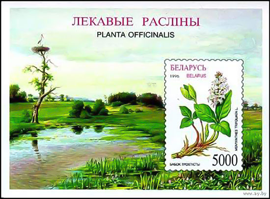 1996 БЕЛАРУСЬ  блок коллекционных марок  Бабок трехлистый  MNH