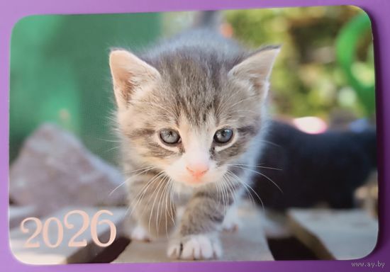 Котенок.Календарик, глянец, 2026.ТРАСКО, Беларусь