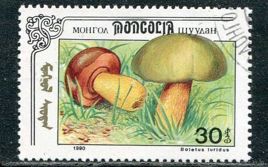 Монголия. Грибы