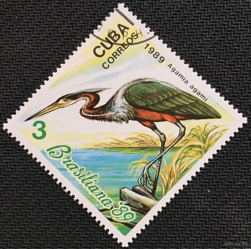 ЦІКАВІЦЬ АБМЕН! 1989, Агамі (3)