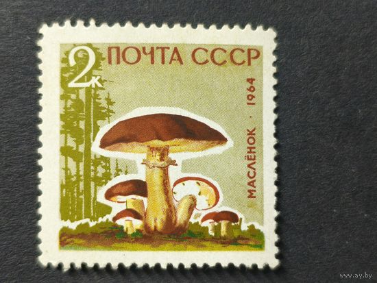 1964 СССР. Грибы
